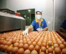 Trứng gà công nghiệp loại 1 - Thực Phẩm Trứng Ngon - Công Ty TNHH Miras